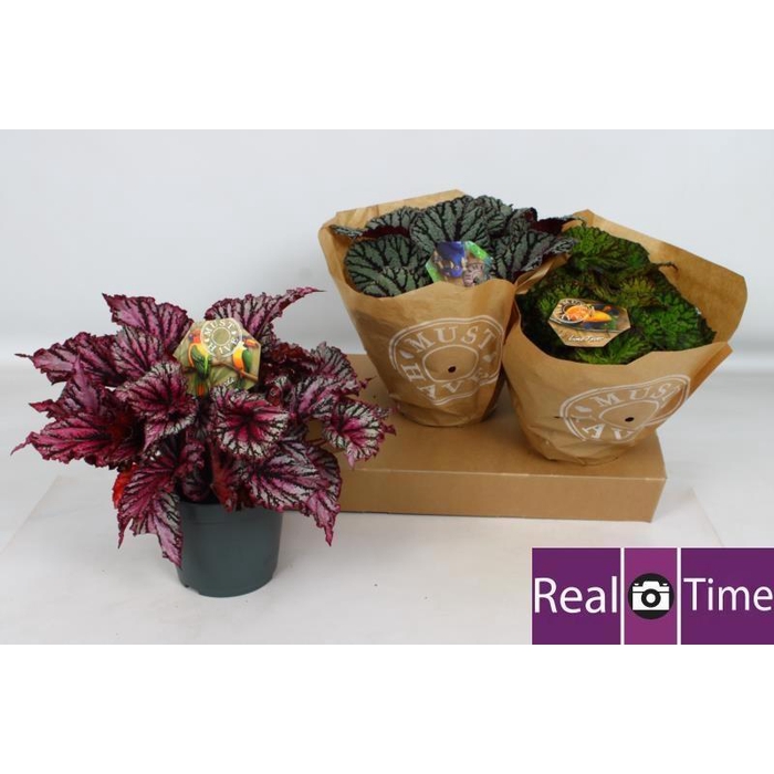 <h4>BEG BEL GEM</h4>