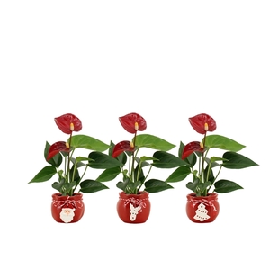 Anthurium Pearl Micra in Christmas bag mix ceramics