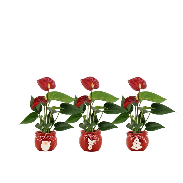 <h4>Anthurium Pearl Micra in Christmas bag mix ceramics</h4>