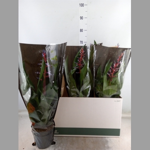 Aechmea  'Blue Rain'