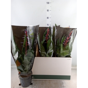 Aechmea  'Blue Rain'