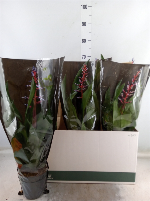 <h4>Aechmea  'Blue Rain'</h4>