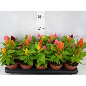 Celosia arg. PL   ...