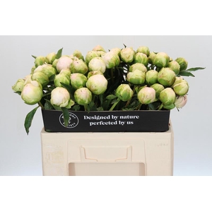 Paeonia Moon over Barrington