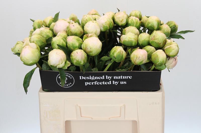 <h4>Paeonia Moon over Barrington</h4>