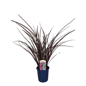 Phormium Red Special