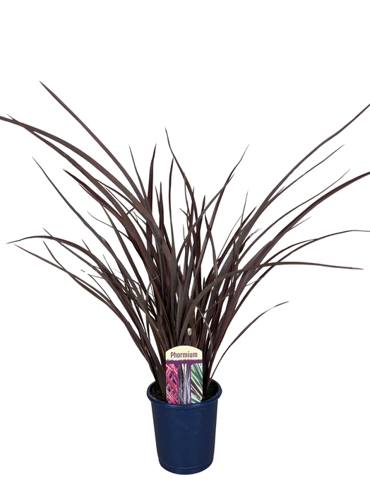 <h4>Phormium Red Special</h4>