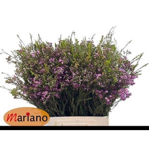 Chamelaucium purple pride