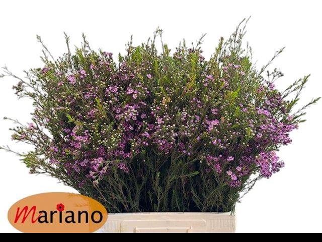 <h4>Chamelaucium purple pride</h4>
