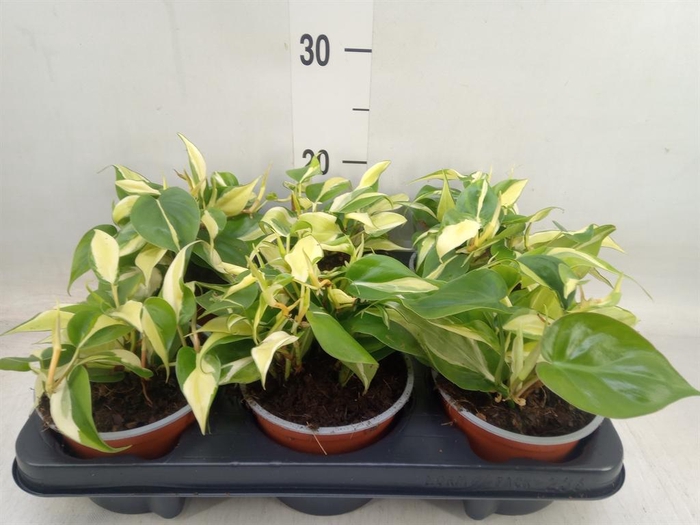 <h4>Philodendron scand.</h4>