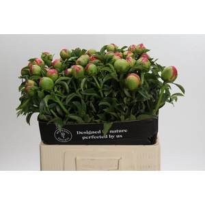 Paeonia Coral Sunset