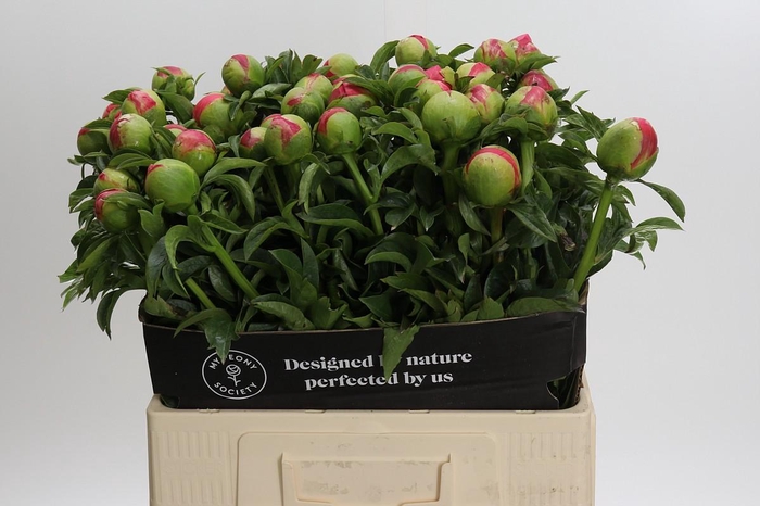 Paeonia Coral Sunset
