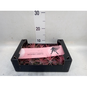 Tillandsia ionantha