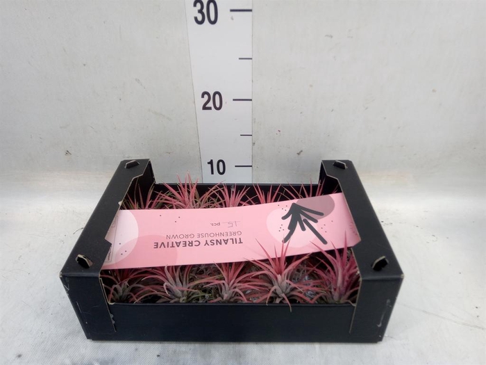 <h4>Tillandsia ionantha</h4>