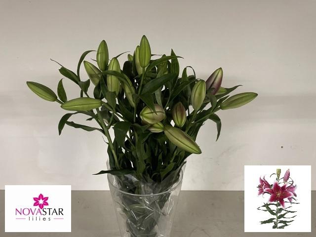 <h4>LI OR KING SOLOMON</h4>