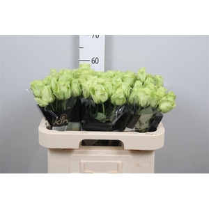 R Gr Green Generatio