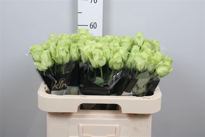 <h4>R Gr Green Generatio</h4>