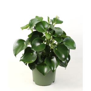 Peperomia Raindrop