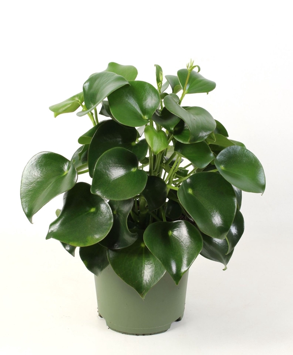<h4>Peperomia Raindrop</h4>