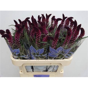Lysim Atropurpurea