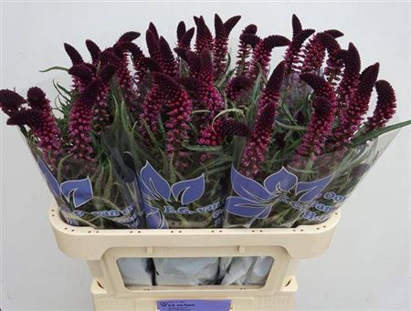 <h4>Lysim Atropurpurea</h4>