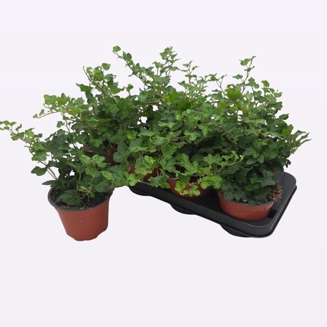 <h4>HEDERA WONDER P13</h4>