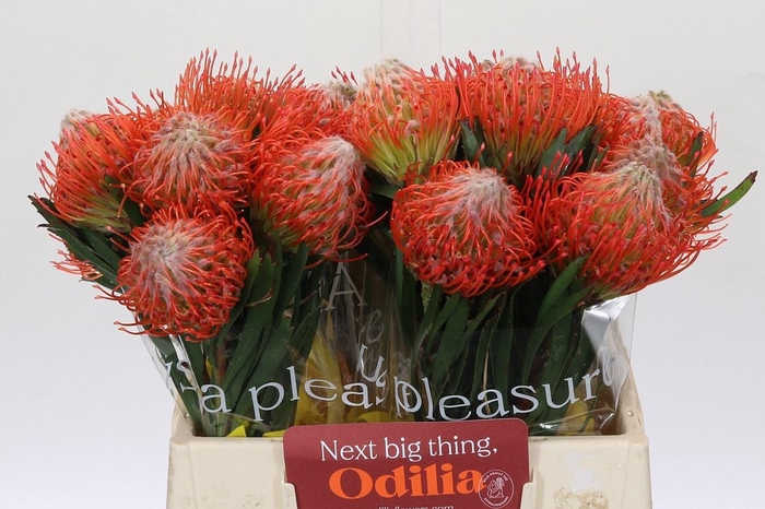 <h4>LEUCO CO TANGO</h4>