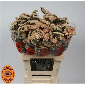 LIM S SIN HON APRICO