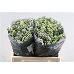 Hyac Blue Street (straathof)