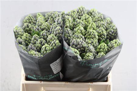 <h4>Hyac Blue Street (straathof)</h4>