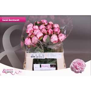 Paeonia Sarah Bernhardt | Heavy Quality