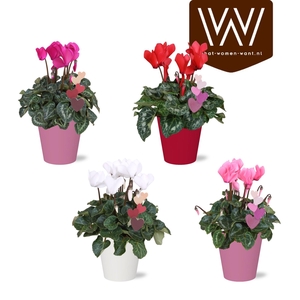 Cyclamen in gekleurd Lotte Smartcup met hartsteker
