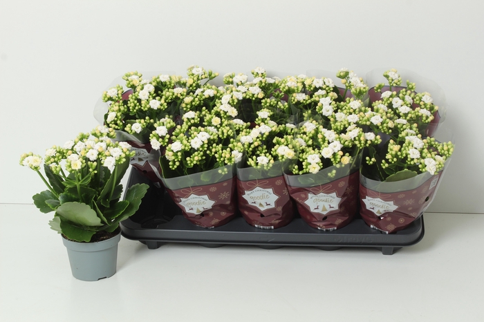 <h4>KAL GE PERFECTA WHIT</h4>