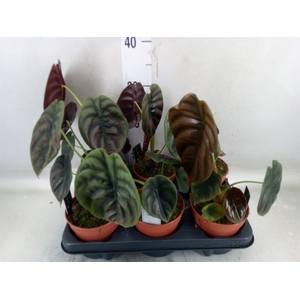 Alocasia cuprea 'Red Secret'