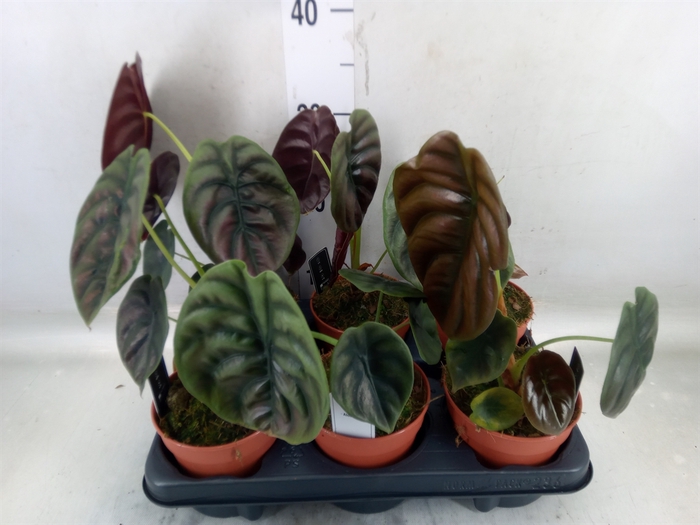 <h4>Alocasia cuprea 'Red Secret'</h4>