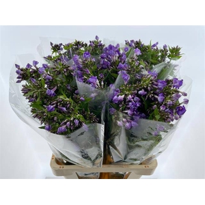 Phlox P Crissy