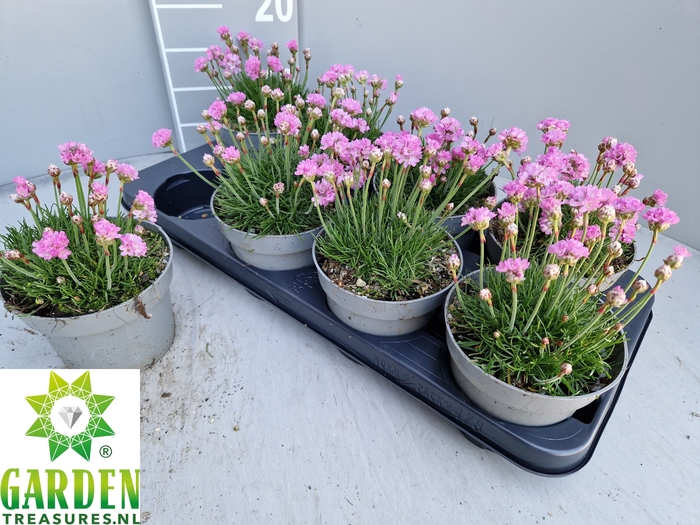 <h4>ARMERIA MARITIMA</h4>