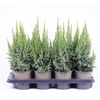 Juniperus Pi Loderi