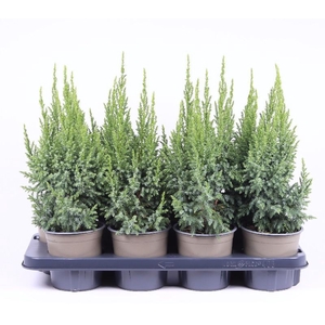Juniperus Pi Loderi