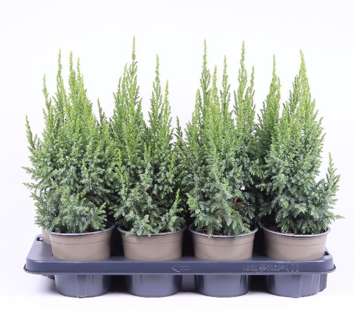 <h4>Juniperus Pi Loderi</h4>