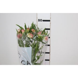 ALSTROEMERIA NIKITA 080 CM