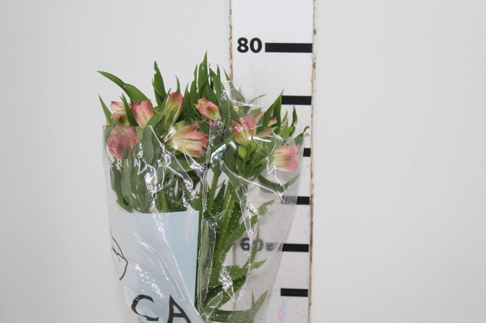 <h4>ALSTROEMERIA NIKITA 080 CM</h4>