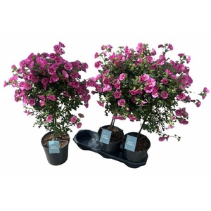 ANIS CAP EL PRINCESS