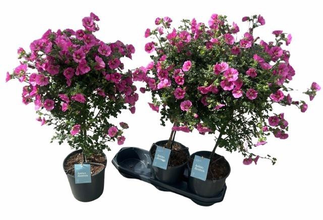 <h4>ANIS CAP EL PRINCESS</h4>