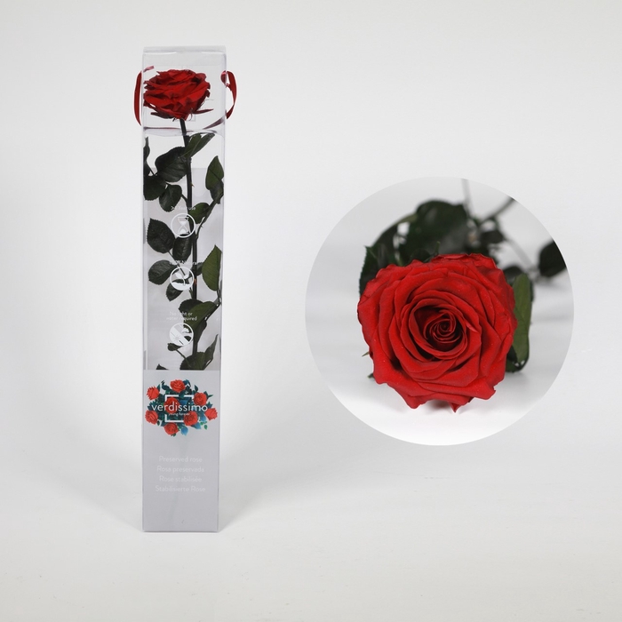 <h4>Roos op steel xl Plexi 55cm Red</h4>