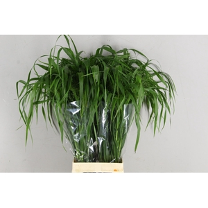 PANICUM FONTAINE