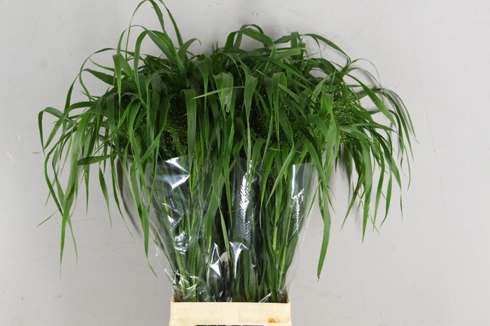 <h4>PANICUM FONTAINE</h4>
