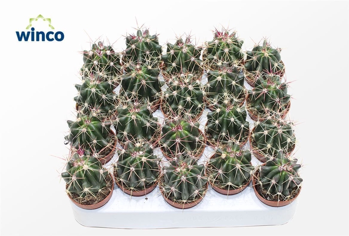 <h4>Ferocactus Stainessi</h4>