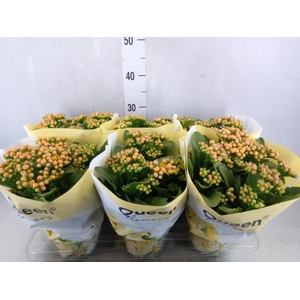 Kalanchoe  'MoreFlow Lausanne'