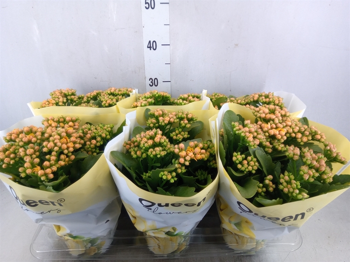 <h4>Kalanchoe  'MoreFlow Lausanne'</h4>